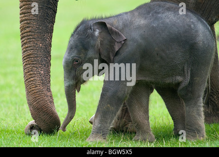 Baby asian elephant Stock Photo