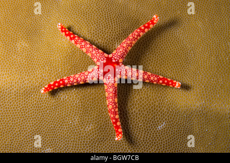 Red sea star in coral reef, echinoderm, coral reef, tropical reef, ocean, scuba, underwater, marine life, sea life, scuba, ocean Stock Photo