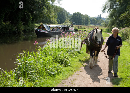 A Welsh Cobb horse is led along a towpath at it pulls a barge on the river Wey in Surrey, England, UK. Stock Photo