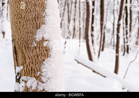 Snow on bark of tree trunk. Wood Hill Wood, Alva, Clackmannanshire, Scotland, UK Stock Photo