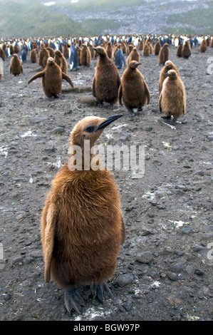 King penguin colony, Salisbury Plain, South Georgia Island. Stock Photo