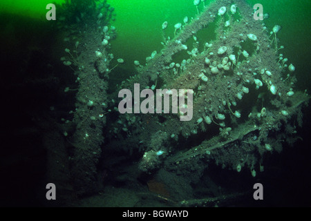 underwater ireland empress wreck st liner ocean lawrence estuary canada alamy