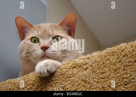 An orange cat peers out from atop a carpeted cat tree. Stock Photo