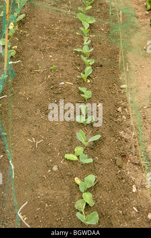 Row of young cabbage plants (Brassica oleracea var. capitata) on an allotment covered with netting to protect them from pests Stock Photo