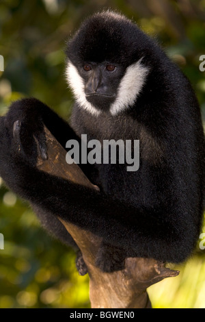 White Cheeked Gibbon (Hylobates Leucogenys) hanging in a tree Stock Photo