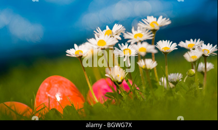 Easter eggs with daisies in the meadows Stock Photo