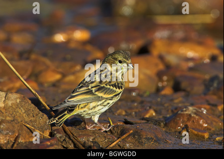 European Serin Serinus Serinus Stock Photo