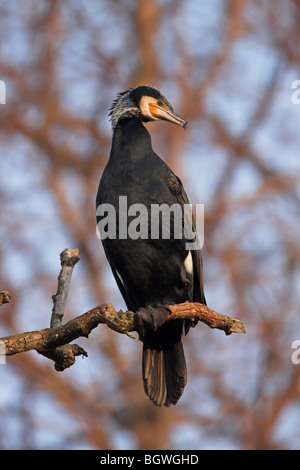 Cormorant Phalacrocorax carbo Stock Photo