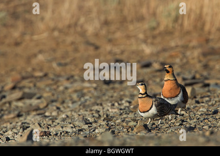 Pin-tailed Sandgrouse Pterocles alchata Stock Photo