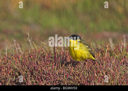 Yellow Wagtail Motacilla flava Stock Photo