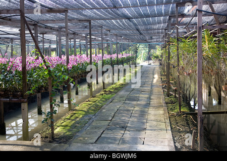 cultivation phalaenopsis