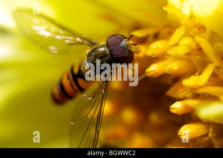 Hover Fly on yellow flower, macro shot. Stock Photo