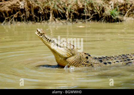 crocodole Stock Photo