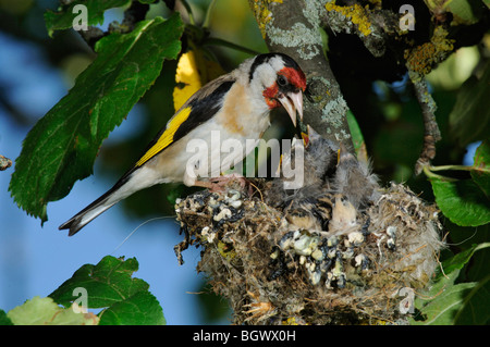 Goldfinch, European Goldfinch (Carduelis carduelis) Stock Photo