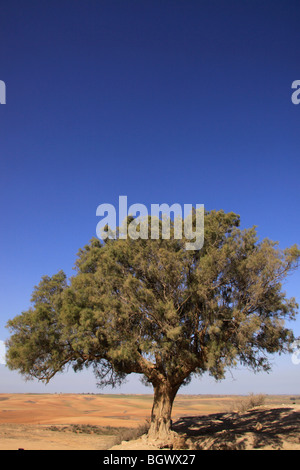 Israel, Negev, Tamarisk trees (Tamarix Aphylla) on Tel Nagila Stock Photo