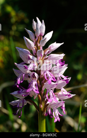 Helmet orchid (Orchis militaris) Stock Photo