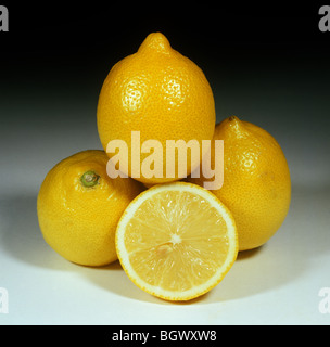 Normal Lemon CITRUS LIMON 'EUREKA' (LEMON Stock Photo - Alamy