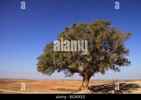 Israel, Negev, Tamarisk trees (Tamarix Aphylla) on Tel Nagila Stock Photo