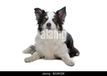 Closeup of Border Collie dog isolated on white background Stock Photo