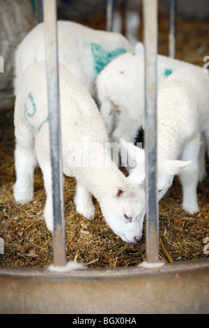 Lambs Stock Photo