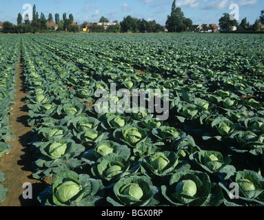 Mature Primo cabbage crop in market garden in Berkshire Stock Photo