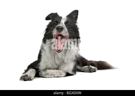 Closeup of Border Collie dog isolated on white background Stock Photo