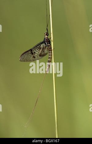 Mayfly, Ephemera danica on stem, UK Stock Photo