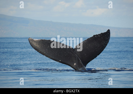 Humpback whale tail in Hawaiian waters. Stock Photo