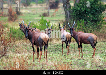 Roan antelope (Hippotragus equinus), Ishasha River, Queen Elizabeth National Park, Uganda, East Africa Stock Photo