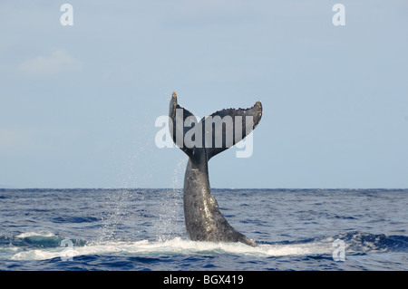 Humpback whale tail slapping near Lahaina, Maui, Hawaii. Stock Photo