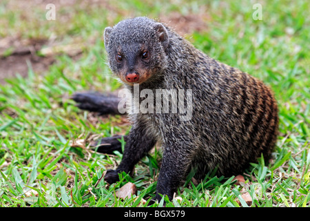 Banded Mongoose (Mungos mungo), Queen Elizabeth National Park, Uganda, East Africa Stock Photo