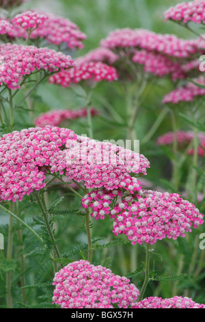 Meadow of pink Achillea Summerwine wild a flowers in Michigan USA nobody none from above top view of full blurred blurry blur background  hi-res Stock Photo
