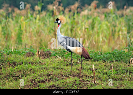 Crowned Crane (Balearica regulorum), Mgahinga National park, Uganda, Africa Stock Photo