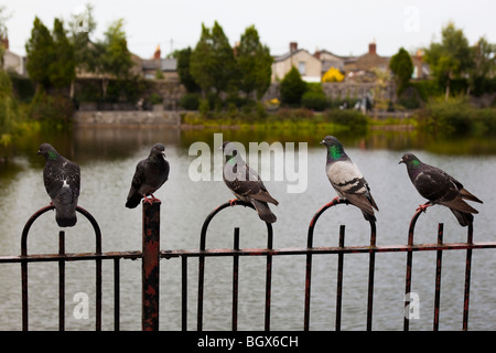 Five Pigeons perched on a railing in Blessington Street Basin, Dublin. Stock Photo