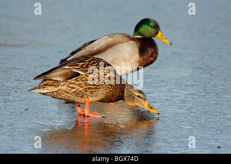 Mallard duck pair on frozen lagoon-Victoria, British Columbia, Canada. Stock Photo