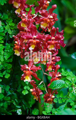 Orchids bloom in the CONSERVATORY OF FLOWERS located in GOLDEN GATE PARK - SAN FRANCISCO, CALIFORNIA Stock Photo