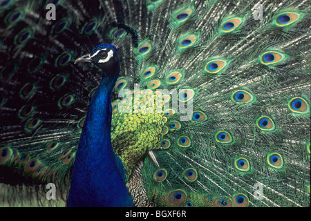 Indian Peafowl (Pavo cristatus) Peacock Stock Photo