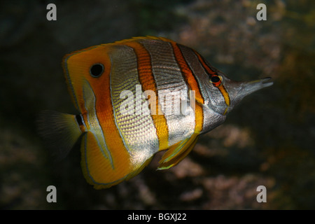 Copperband Butterflyfish Chelmon rostratus