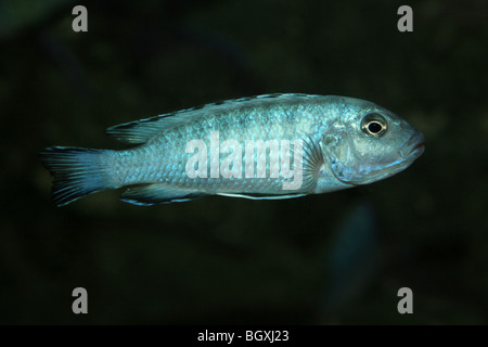 Lake Malawi Cichlid Stock Photo