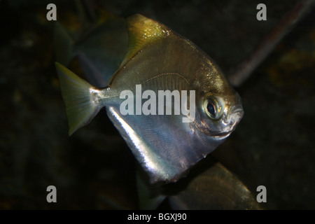 Moonfish Monodactylus argenteus a.k.a Silver Moony Stock Photo