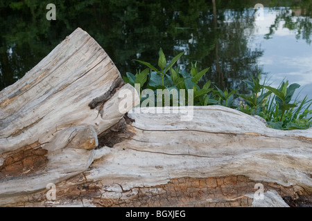 Thick trunk Stock Photo