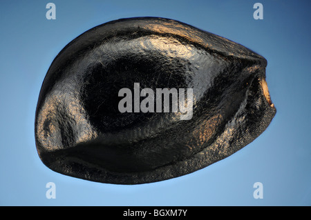 An aquilegia seed against a blue background Stock Photo