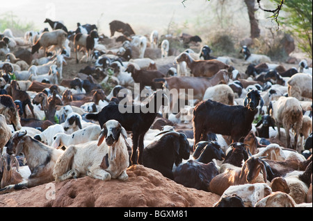 Goat herd in the rural Indian countryside. Andhra Pradesh, India Stock Photo