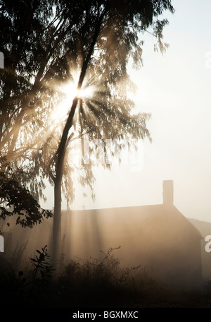 Sunburst through trees above a barn in India. Silhouette Stock Photo