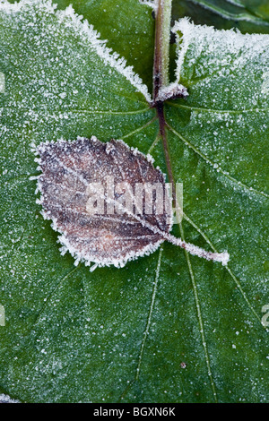 Brown and withered birch leaf with frost and rime on top of a large, green leaf. Stock Photo