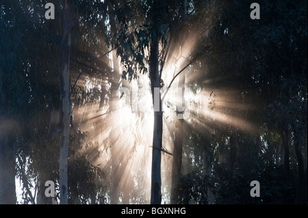 Sunburst through trees in India, Silhouette Stock Photo