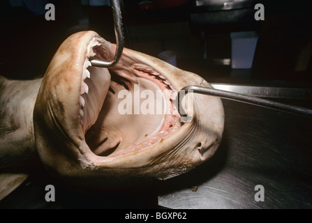 Three meter Tiger Shark (Galeocerdo cuvier) being prepared for dissection. Natal Sharks Board - Umhlanga, South Africa Stock Photo