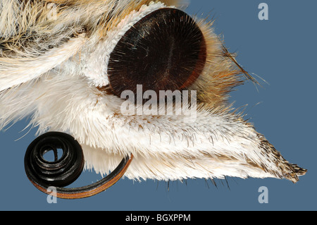 Extreme close up of the head of a painted lady (Vanessa cardui) butterfly against a blue background. Stock Photo