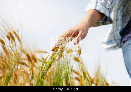 Hand of a woman caressing wheat field Stock Photo