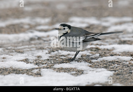 Pied Wagtail in snow Stock Photo